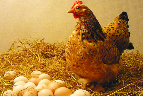 Giấc mơ thấy gà đẻ trứng có ý nghĩa gì hay không 