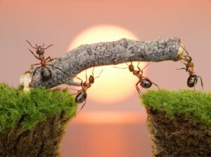 Mỗi giấc mơ về đàn kiến sẽ có từng ngụ ý, báo hiệu riêng